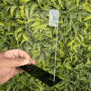 Kit 10 Troféus Acrílico Cristal 2mm Retangular 10x15cm Base Preta