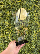 Troféu Estrela Do Ano Premium Transparente E Dourado 13x25