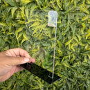 Kit 10 Troféu Acrilico Cristal 2mm 14x20cm C/base Preta