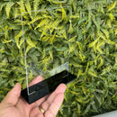 Kit 10 Troféu Acrilico Cristal 2mm 14x20cm C/base Preta